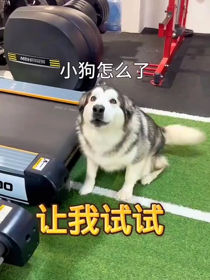 PG平台-田径赛场惊现宠物跑步比赛，狗狗成为焦点！的简单介绍